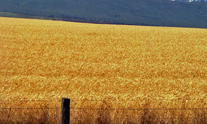 Barley and sorghum farmers get insurance