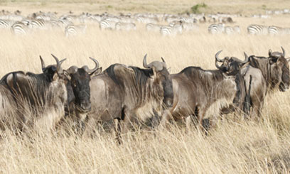 Wildebeest migration to boost tourist arrivals