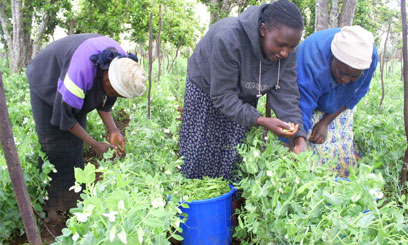 Sh7b EU funding to grow agricultural sector