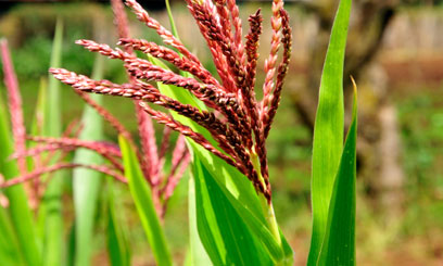ICT interventions panacea to food security