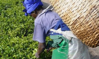 Board plans national tea survey