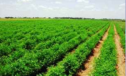 New horticulture deal with EU set for Dec 2013