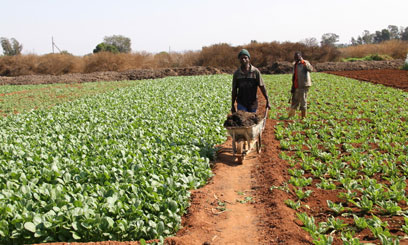 Sh2.8b IFAD loan to boost Tana Delta farming