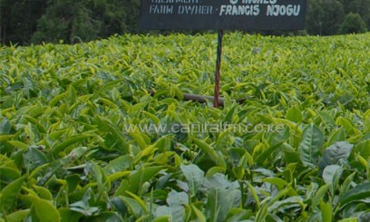 Slight drop in February Kenya tea exports