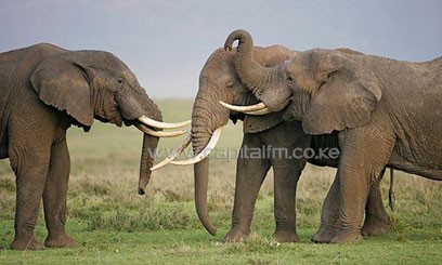 Sh70mn cameras to hunt poachers in Tsavo