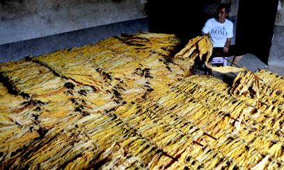 Farmers reject WHO ban on tobacco growing