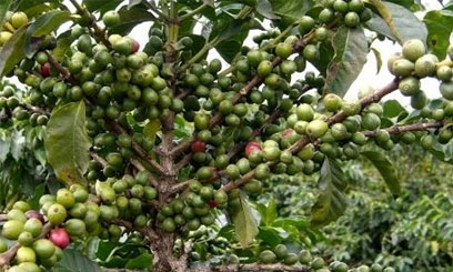 KPCU says Sh900mn worth of assets vandalised