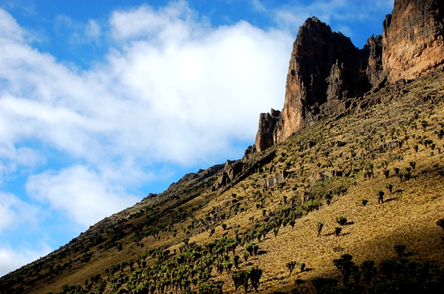 10000 trees to be planted in Mt Kenya photographed by Susan Wong