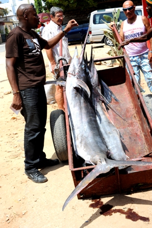 Touring in a Tuk Tuk in Malindi photographed by Susan Wong 2011 - sailfish Touring in a Tuk Tuk in Malindi photographed by Susan Wong 2011 - sailfish