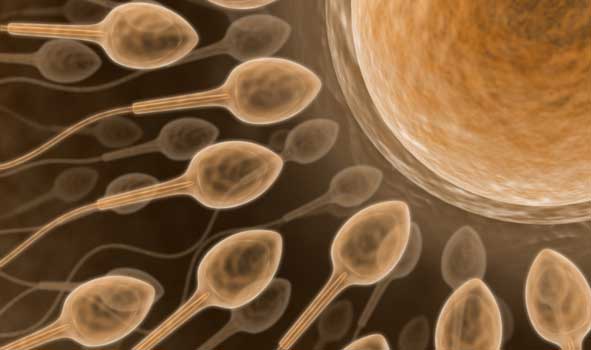 sperm2