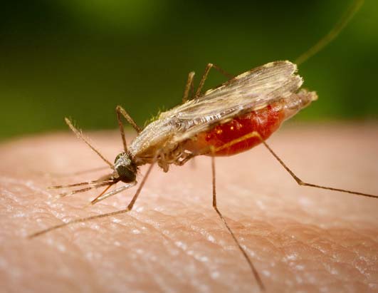 malaria gabon