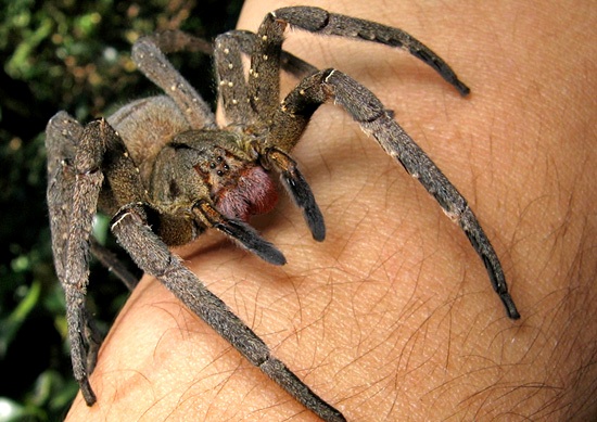 spider