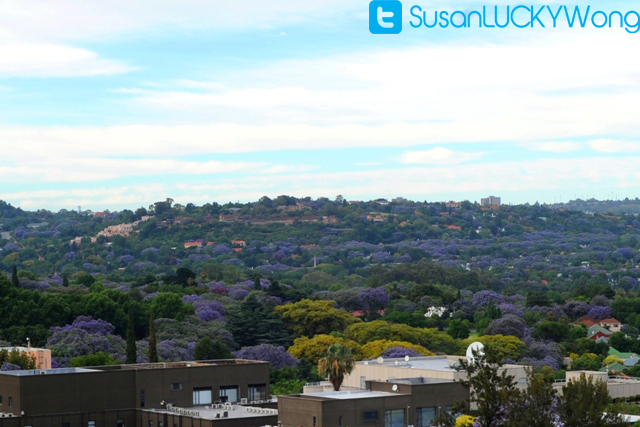 jacarandas johannesburg photographed by susan wong 2012