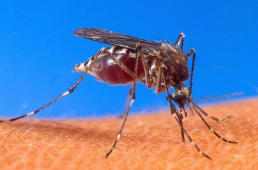mosquito