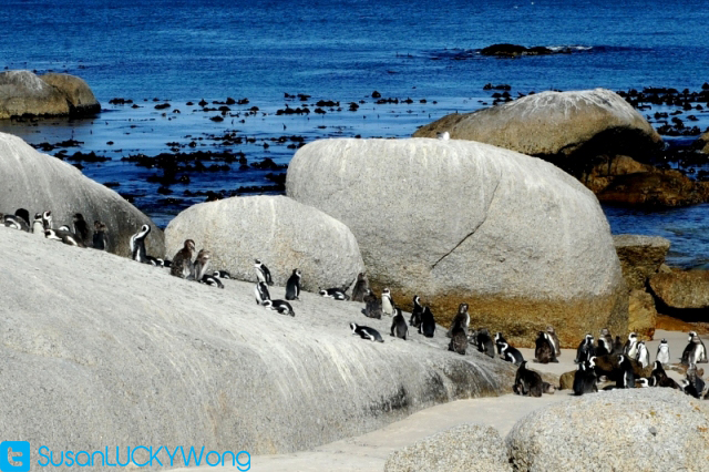 cape town romantic capital of south africa photographed by susan wong 2012