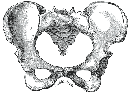 pubic arch