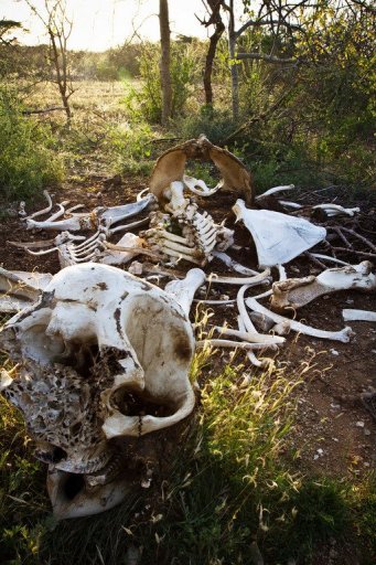 poaching elephants kenya