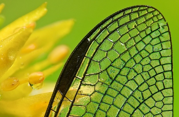 macro insect 5