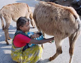 donkey milk