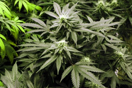 marijuana-tourism.jpeg3-460x307