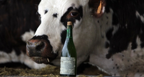 Prize Normandy cattle enjoy cider tipple