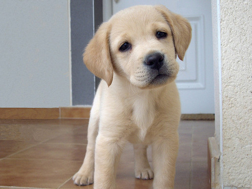 dog meat illegal