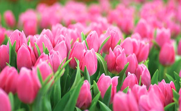 tulips