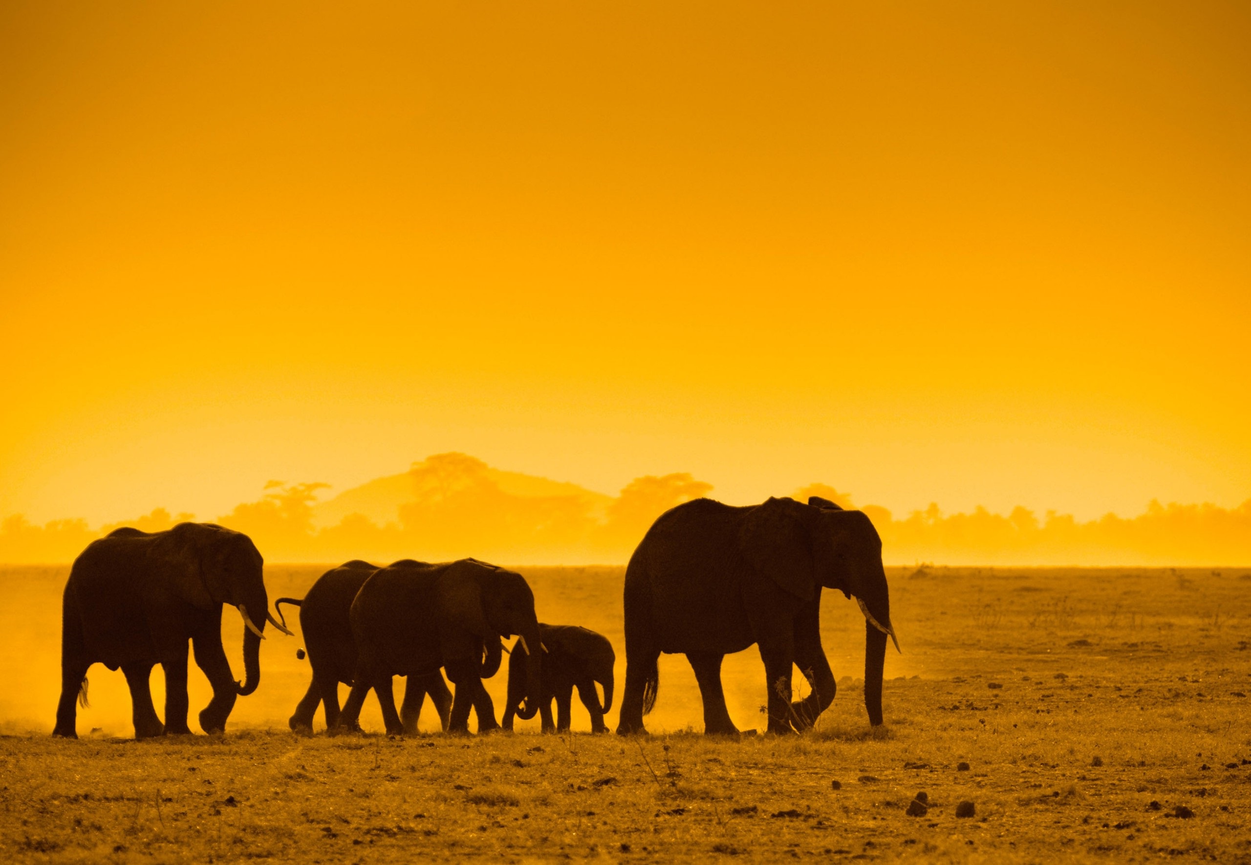 wallpaper-with-elephants-at-sunset