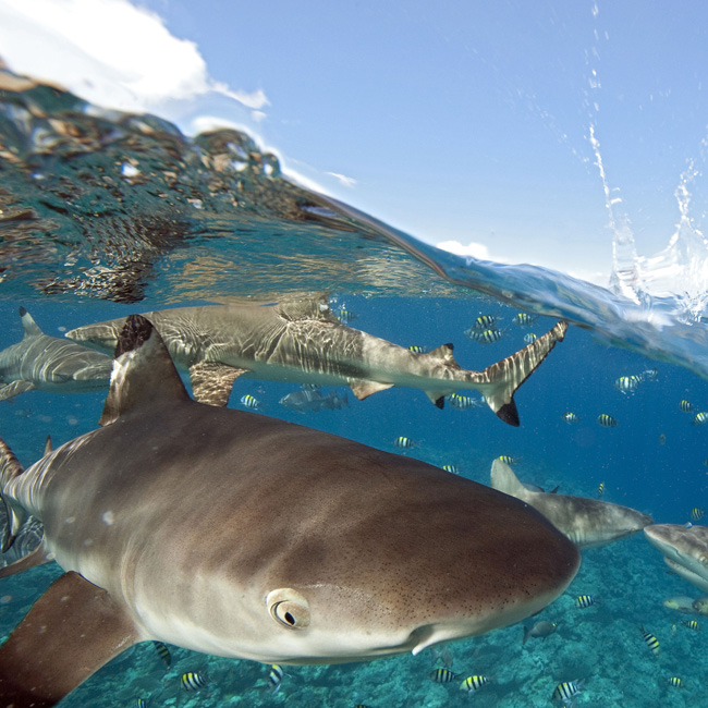 Grey Reef Shark and Blacktip Reef Shark