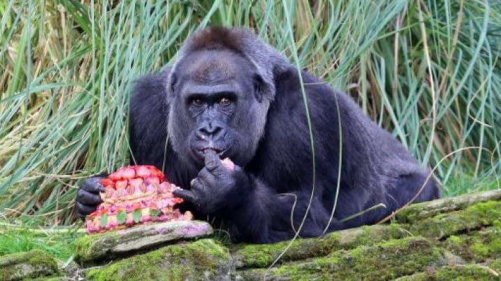 Girlie Gorilla