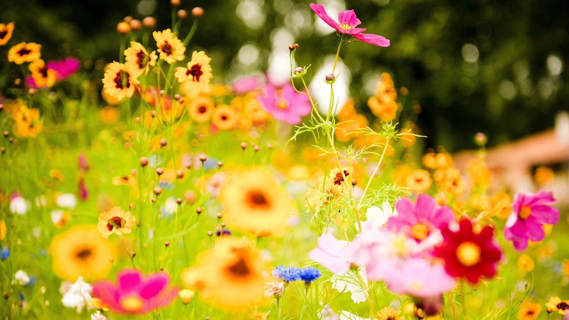 flower-meadow-20392-20902-hd-wallpapers