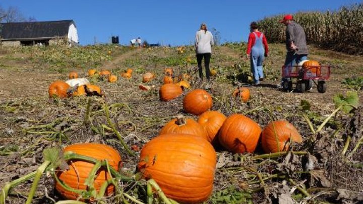 pumkin spice