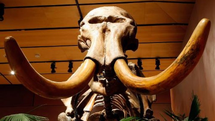 Woolly Mammoth