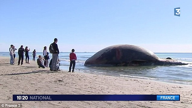explosive whale
