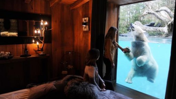 Sleeping with polar bears