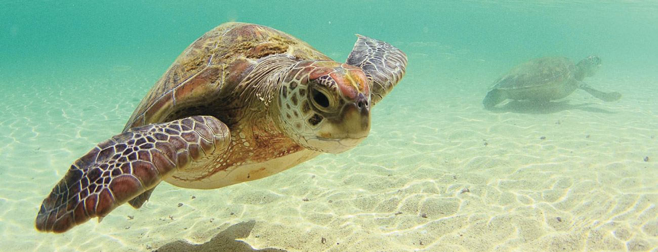turtles kuruwitu