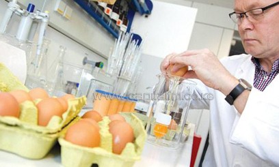 A lab technician of the Office for Chemical and Veterinary Investigation examines eggs/AFP