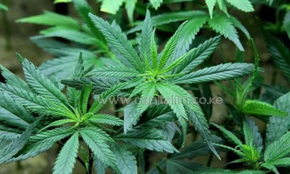 Cultivation and selling of cannabis are technically illegal in the Netherlands but in practice both are tolerated/FILE