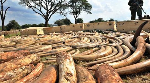 Tons of ivory on display after they were confiscated/AFP