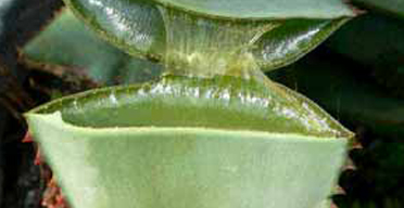 Sh12.3m boost for Aloe Vera project