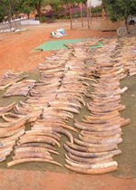 China rejects criticism of its approval as ivory buyer