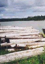 Logging firms avoid Congo tax