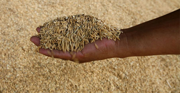High food prices to stay