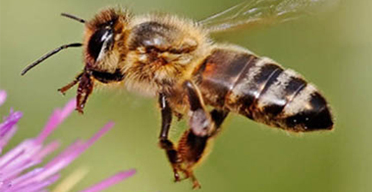 From making honey to food