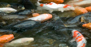 Govt fishing for new aquaculture plans