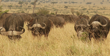 Ambitious plan to save Mara