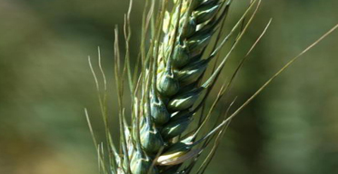 Shift focus to farmers, researchers told