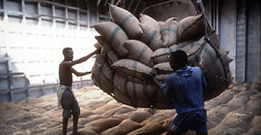 Buy our maize better, farmers urge govt