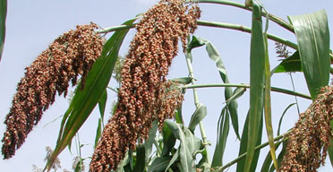Farmers pushed to plant hard crops