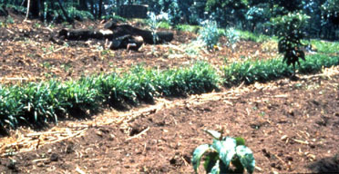 Kenya adopts FAO warning system
